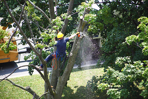 How Our Tree Care Process Works  in  Piedmont, AL