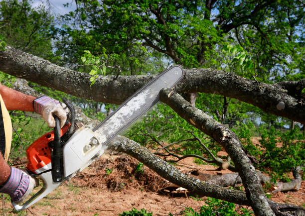 Reliable Piedmont, AL Tree Care Solutions